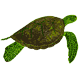 sea_turtle