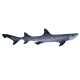 shark