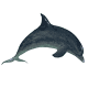 dolphin