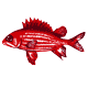 squirelfish