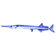 cornetfish
