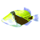 triggerfish
