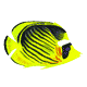 butterflyfish