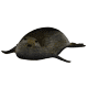 monk_seal