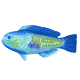 parrotfish
