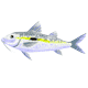 goatfish