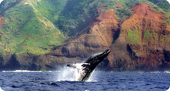whale watching