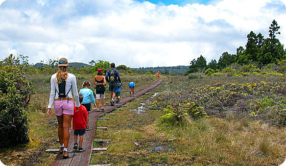 Alakai Swamp Trail